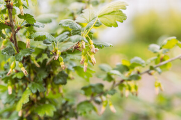 Young green gooseberry fruits, macro natural image with bokeh, soft focus