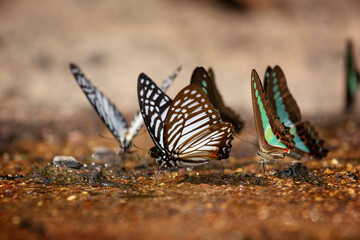 Fototapeta na wymiar The beauty of butterflies looking for food