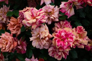日本の花の公園にて。
沢山のピンクのバラの花々に囲まれて。