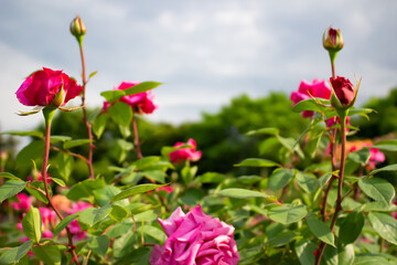 日本のとるお花が咲く公園にて。
黄色のバラが色鮮やかで美しいです。