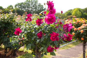 日本のとるお花が咲く公園にて。
黄色のバラが色鮮やかで美しいです。