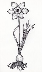 Hand drawn Daffodil with rhizome and roots isolated on white background. Ink sketch monochrome narcissus flower. Vintage style. Botanical illustration.