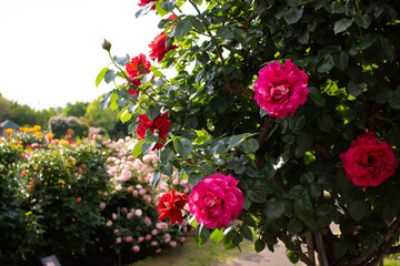 Fototapeta premium 日本の花の公園にて。 沢山のピンクのバラの花々に囲まれて。