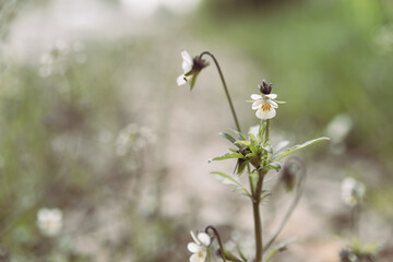 Floral background soft focus. A wild pansies on a beige stony path