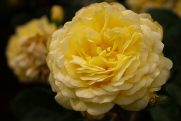 日本のとる公園にて。
黄色のバラが色鮮やかで美しいです。