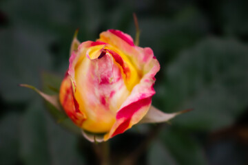 日本のとるお花が咲く公園にて。
ピンクと黄色のバラが色鮮やかで美しいです。