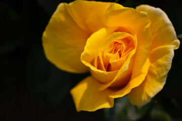 日本のとる公園にて。
黄色のバラが色鮮やかで美しいです。