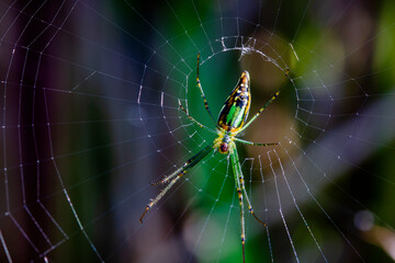 Corner insects that are nesting in the forest during the rainy season.