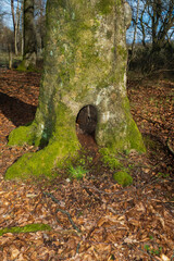 Obraz premium Höhle in einem alten Baum bietet Unterschlupf für Tiere und Elfen