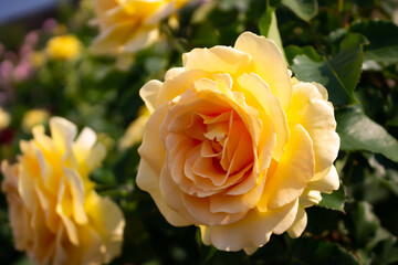 日本のとる公園にて。
黄色のバラが色鮮やかで美しいです。