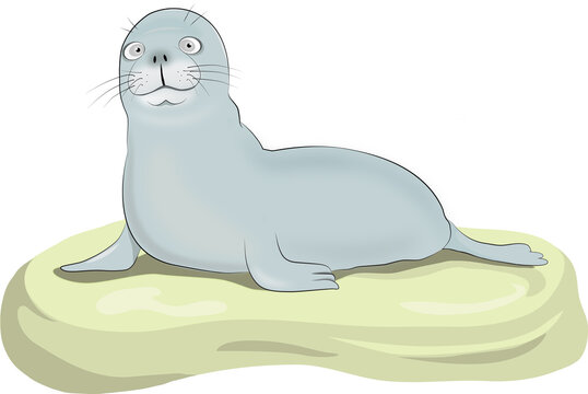 Cartoon vector illustration of seal on a rock