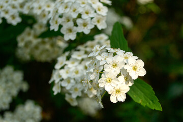 White flower with yellow pistil in a green vegetation background
