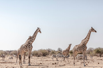 A family of giraffes in Namibia