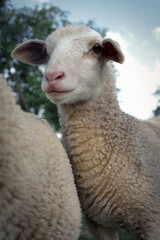 close up of a sheep smiling