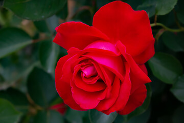 Fototapeta premium 日本のとるお花が咲く公園にて。 真っ赤なバラが色鮮やかで美しいです。