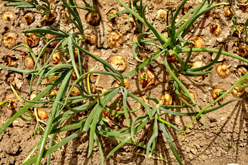 Garden bed with onions, gardening and farming concept. Onions growing in garden in rows in open ground in farm. Farm homestead with agricultural landings. Plants of vegetables, closeup view.