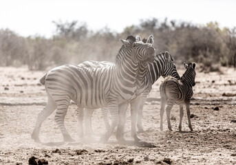 Zebras at Etosha national park in Namibia, Africa