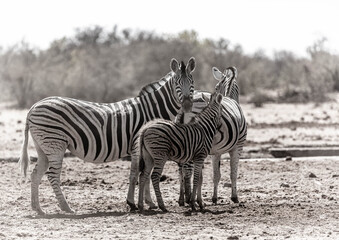 Fototapeta na wymiar Zebras at Etosha national park in Namibia, Africa