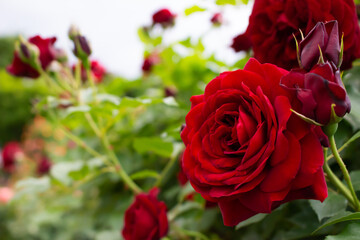 日本のとるお花が咲く公園にて。
真っ赤なバラが色鮮やかで美しいです。