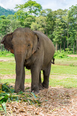 Obraz premium Elephant in protected nature park near Chiang Mai, Thailand