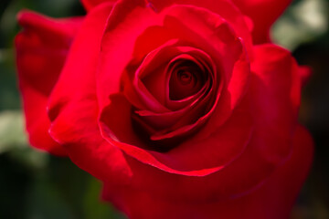 Fototapeta premium 日本のとるお花が咲く公園にて。 真っ赤なバラが色鮮やかで美しいです。