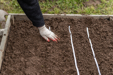 The gardener in gloves buries the planted seeds in a paper tape. Spring work in the garden