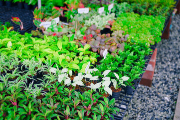 Tropical plant and flower gardening shopping market area,plants on sale, gardening festival.