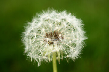 Close up view of a white dandelion seen from the top with green grass in background
