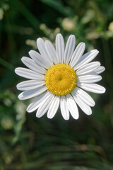 Fototapeta premium Fleur de marguerite commune au printemps - France