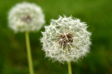 A couple of dandelions in a green meadow in a close up detailed view