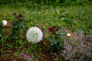 日本の花の公園にて。
これもバラの一種なのかなぁ。なんていう名の花だろう。