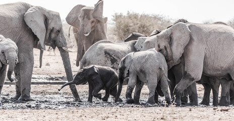 A family of elephants at a waterhole