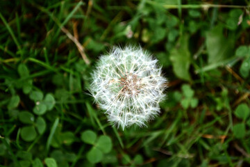Close up view of a white dandelion seen from the top with green grass in background
