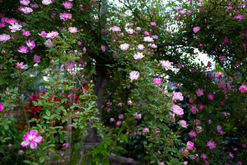 Fototapeta premium 日本のとるお花が咲く公園にて。 沢山のバラの花々に囲まれて。