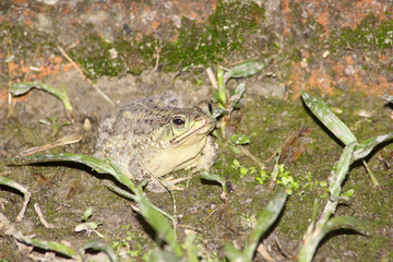 Just another frog in the backyard