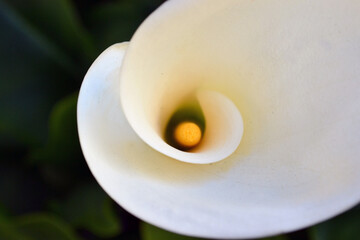 Nice smooth curves and proportion of a white and yellow elegant flower of Calla Lily