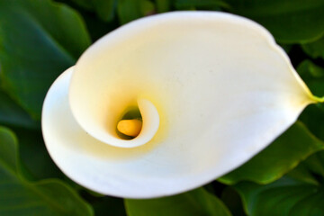 Nice smooth curves and proportion of a white and yellow elegant flower of Calla Lily