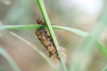 caterpillar on leaf