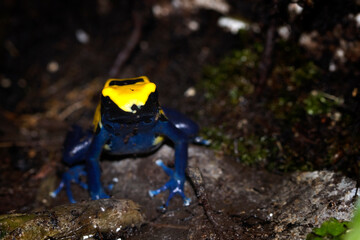 Citronella Dyeing Poison Dart Frog (Dendrobates tinctorius) in the dark, animal closeup