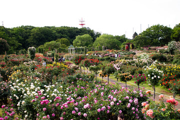 日本のとるお花が咲く公園にて。
沢山のバラの花々に囲まれて。