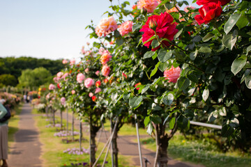 日本の花の公園にて。
沢山の赤やピンクのバラの花々に囲まれて。