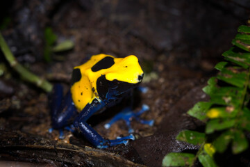 Citronella Dyeing Poison Dart Frog (Dendrobates tinctorius) in the dark, animal closeup