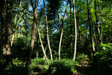 Troncs d'arbres dans une forêt