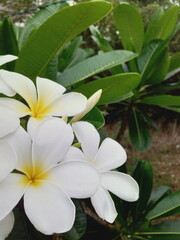 Araliya flower