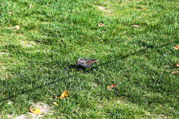 A little bird in the grass