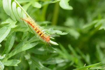 Fototapeta premium caterpillar on leaf