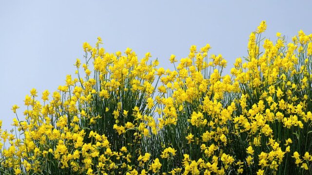 wind-blown broom flowers