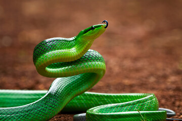 Head of Gonyosoma snake, Green gonyosoma snake looking around 