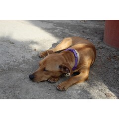 Brown dog sleeping