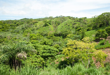 Fototapeta na wymiar Roatan Island Rural Landscape